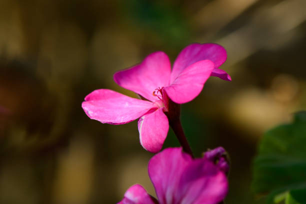 A pink geranium flower with raindrops on the petals.