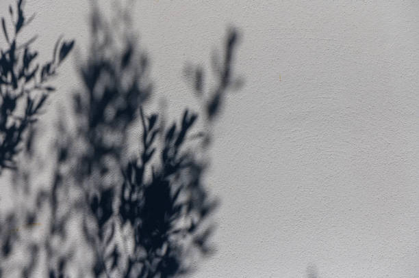 istock Shadows of leaves dancing gracefully on a textured wall in soft afternoon light 2183738069