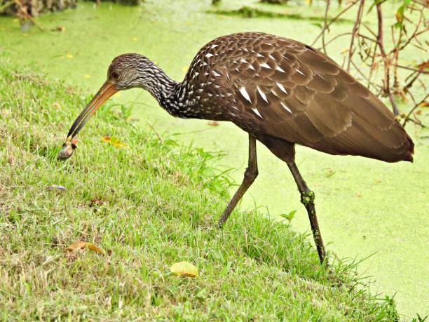 istock Limpkin (Aramus guarauna) - eating the meat from an apple snail 2183739269