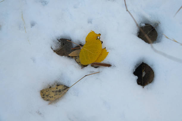 Aspen leaves in the snow.