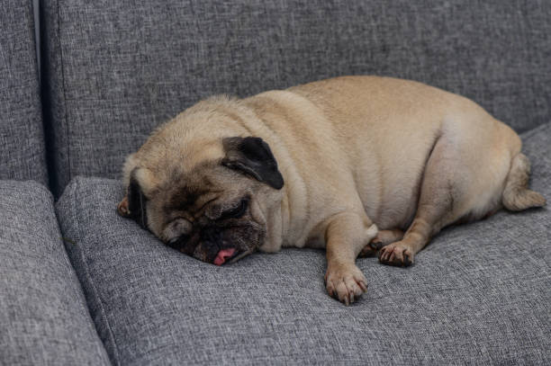istock A cozy pug dozing peacefully on a soft gray sofa during a quiet afternoon 2183742566
