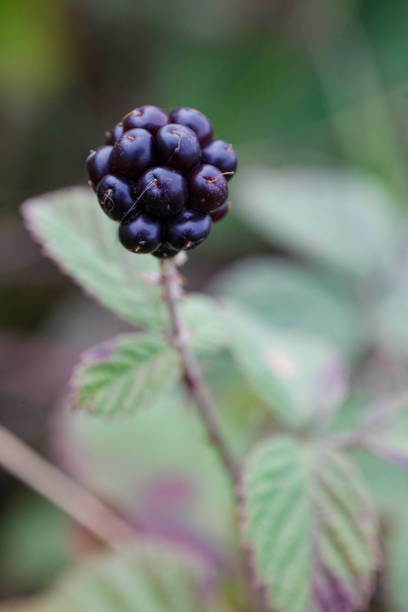 Macro photography of delicious and colorful wild raspberries