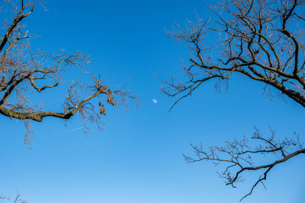 A small moon in a blue winter sky separates two branches from two trees that seem to be reaching out to touch each other