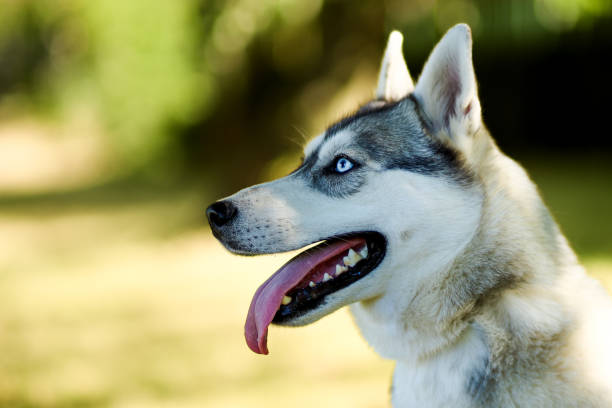 istock Husky with clever face looking on his owner in sunny summer day 2183747546