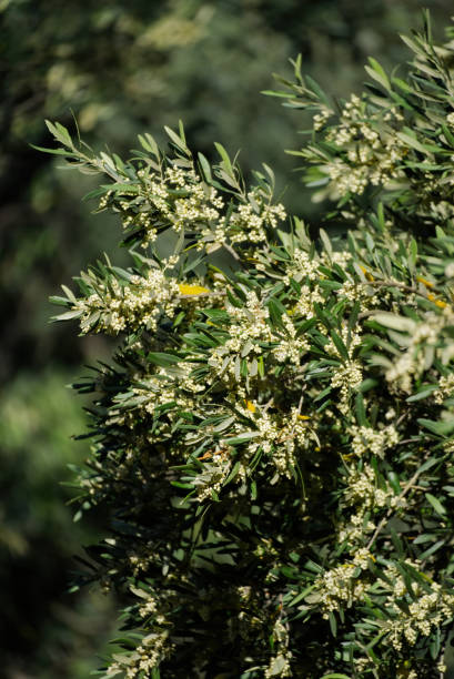 Vertical image of olive tree branches full of small white flowers