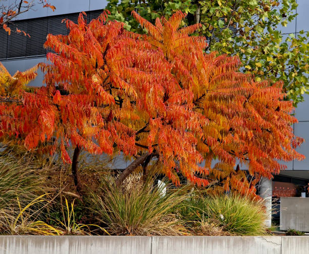 Sumac in autumn, when its pinnate leaves are bright yellow, orange to red. At the same time, cone fruits are ripening, and they begin to turn pinkish red from the end of July. During the winter, drop, typhina, glabra, rhus, glycosides zumaque en otoño, cuando sus hojas pinnadas son de color amarillo brillante, naranja a rojo. al mismo tiempo, los frutos conos están madurando y comienzan a volverse de color rojo rosado a partir de finales de julio. durante el invierno, gota