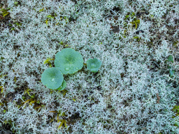 Full frame of moss and lichens