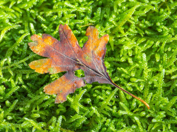 Colorful oak leaf in autumn on green moss