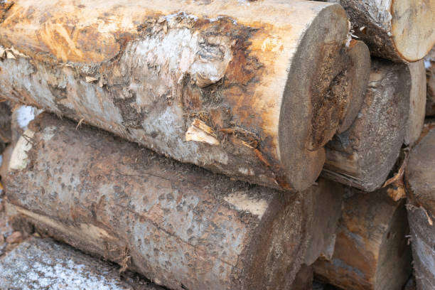istock Close-Up of Rustic Wooden Logs with Textured Bark in Natural Setting 2183756392