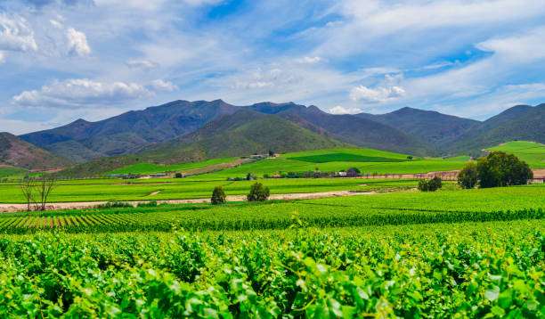 istock Vine rows and rolling hills on a clear blue sky day with white clouds, Langeberg Mountains in the background, Robertson, Western Cape, South Africa 2183759509