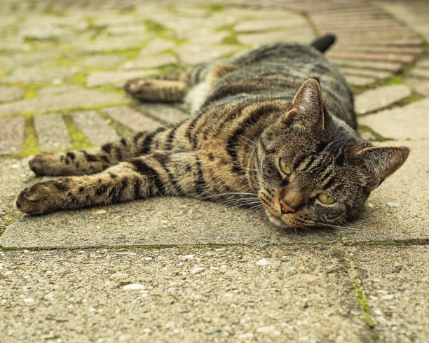 Tabby cat lying on the pavement in the garden. Low angle view.