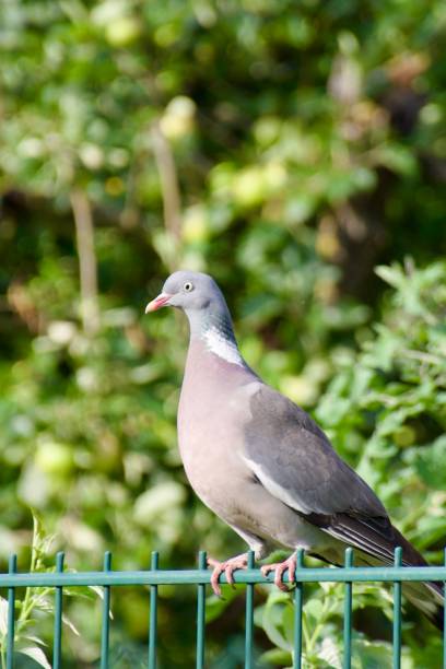 istock A wild pigeon in a garden habitat 2183761850