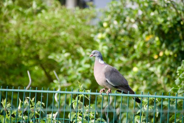 istock A wild pigeon in a garden habitat 2183761861