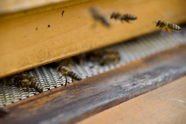 istock Beekeeping with a wooden be hive 2183762432