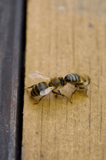 istock Beekeeping with a wooden be hive 2183763094