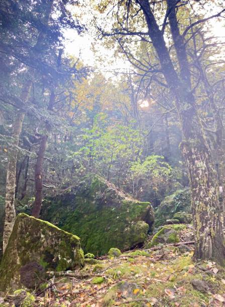 istock Autumn Pyrenees, Catalunya, Spain 2183763102