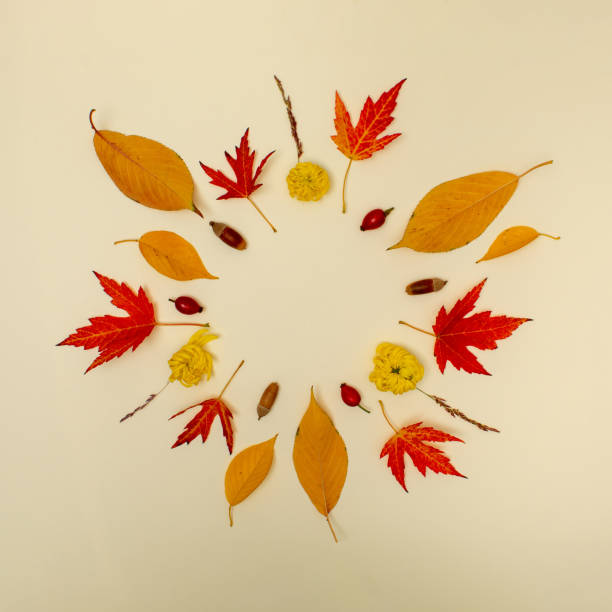 istock Creative autumn layout made with yellow fallen laeves and nuts. Minimal flat lay. Nature concept. 2183763746