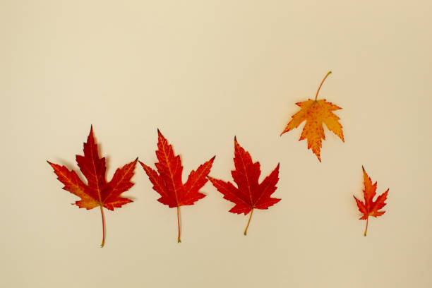 Autumn red leaves by size on light background. Copy space
