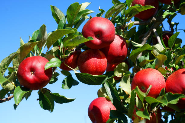 istock Fresh red apples on the tree in harvest season 2183765693