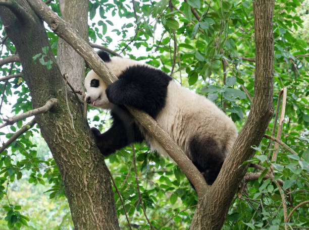 istock young panda climbing up and playing on the tree 2183765759