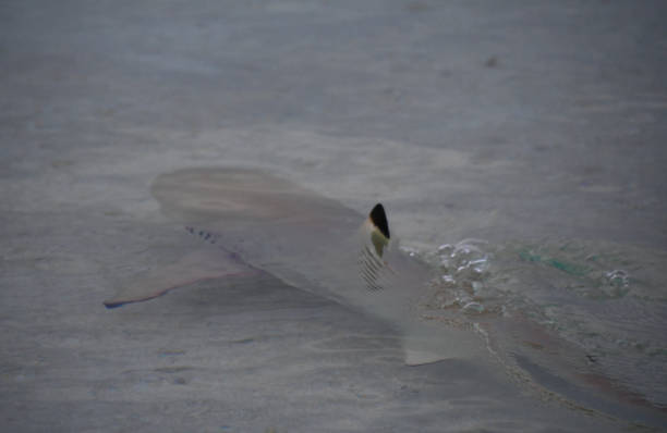 Marine Life in Baja California Sur Mexico