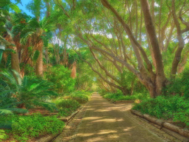 Flowers, plants and trees in Kirstenbosch Botanical Gardens in Cape Town, South Africa,