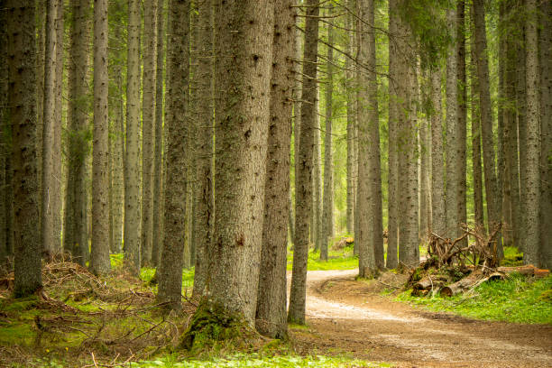 mystic view of mountain forest in Paneveggio