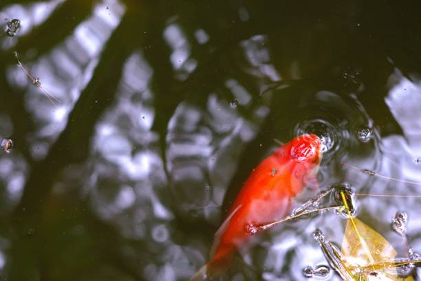 istock colorful fish on the pond with water ripple and reflection 2183774406