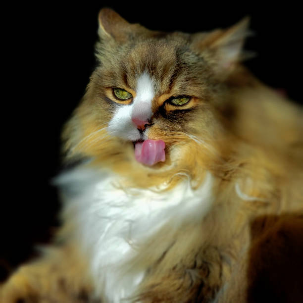 Views of a Ragamuffin Cat