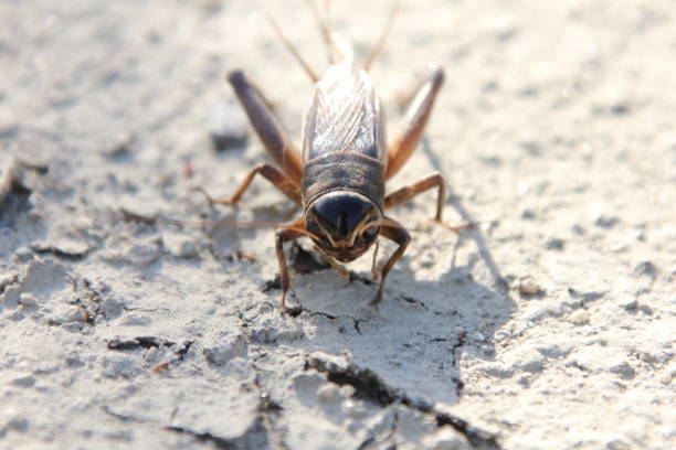 istock A cricket (emma field cricket) captured with a macro lens 2183778300