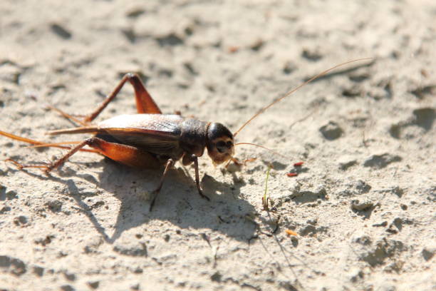 istock A cricket (emma field cricket) that colors the summer night 2183778316