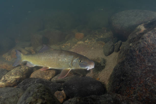 istock Black redhorse swimming in a rocky river 2183778994