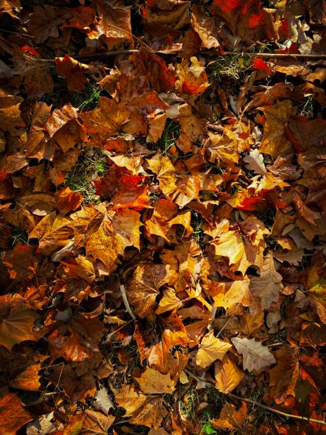 istock Autumn Leaves on the Ground 2183779247
