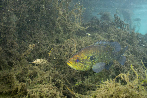istock Warmouth sunfish in a spring with several aquatic plants 2183779265