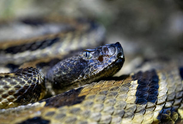 istock Timber rattlesnake closeup in forest 2183779266