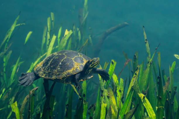 istock Suwannee cooter swimming over aquatic grasses 2183779971