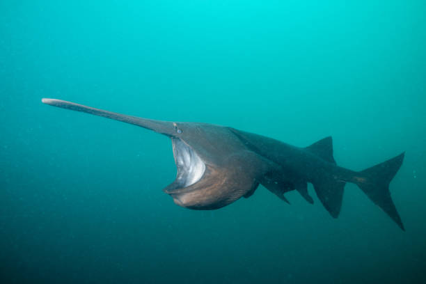 istock American paddlefish feeding on plankton in lake 2183780218