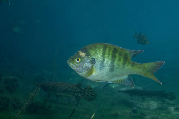 istock Florida Springs bluegill in crystal clear water 2183780220