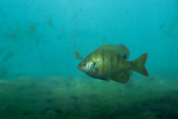 istock Florida Springs bluegill in crystal clear water 2183780267