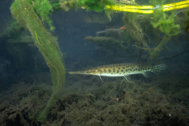 istock Florida gar swimming in dark wetland 2183780343