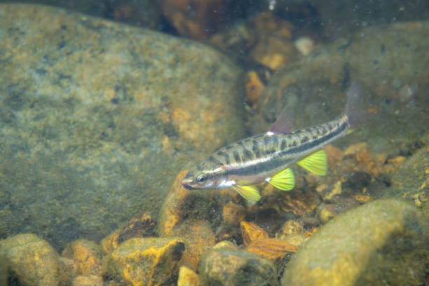 istock Mountain redbelly dace in a river 2183780448