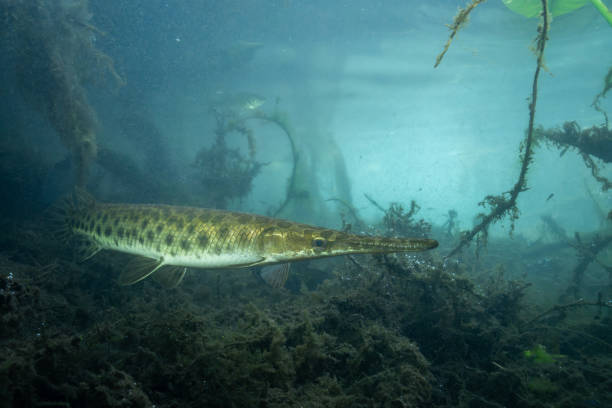 istock Florida gar closeup in natural spring 2183780662