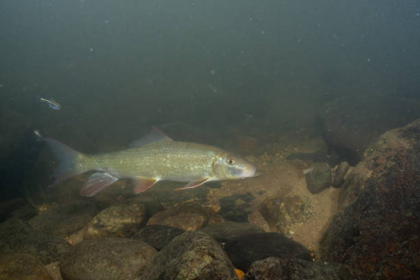 istock Black redhorse swimming in a rocky river 2183780838