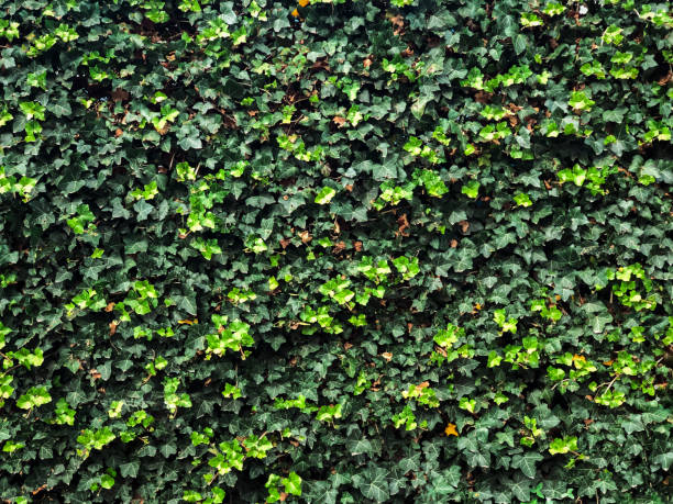 istock Background, green ivy texture on the fence 2183785339