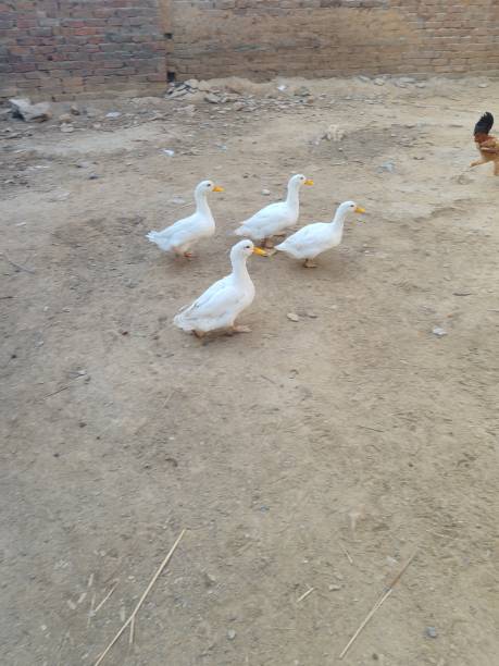 istock Red color ducks and chickens 2183785639