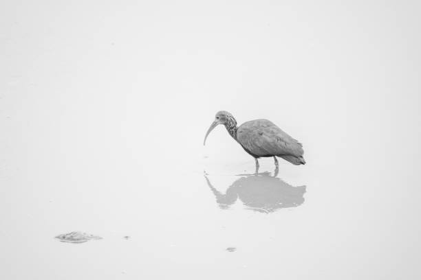 black and white image of a a green ibis fishing on a pond with reflections