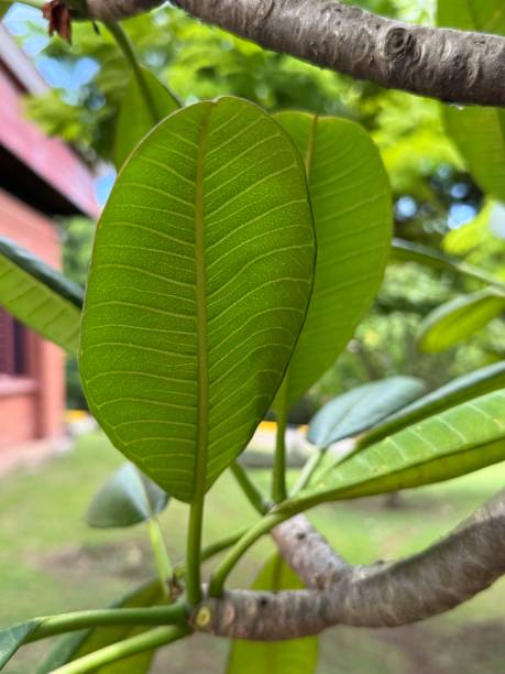 istock Green leaves of plants 2183791491