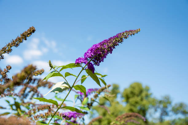 A beautiful blossom from a buddleia bush, also known as a butterfly bush. Shot with a Canon 5D Mark IV.