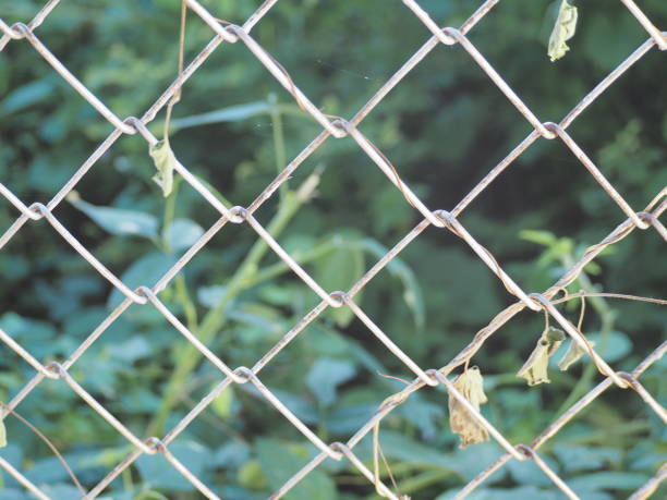 istock Light yellow and white netting, gray, black and green leaves 2183795065