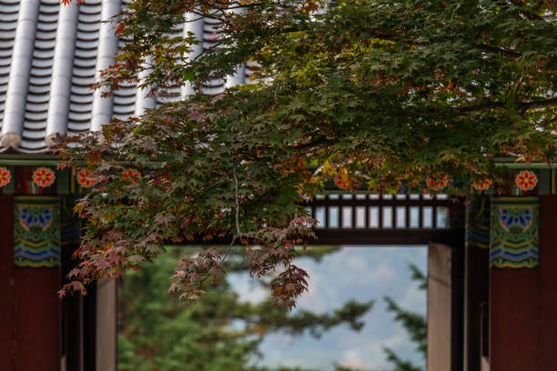 istock green and red leaves hanging from the maple tree 2183795698